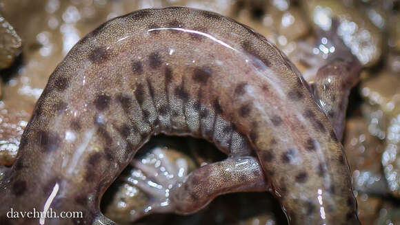 Image of Seal Salamander