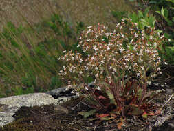 Image of Michaux's Pseudosaxifrage