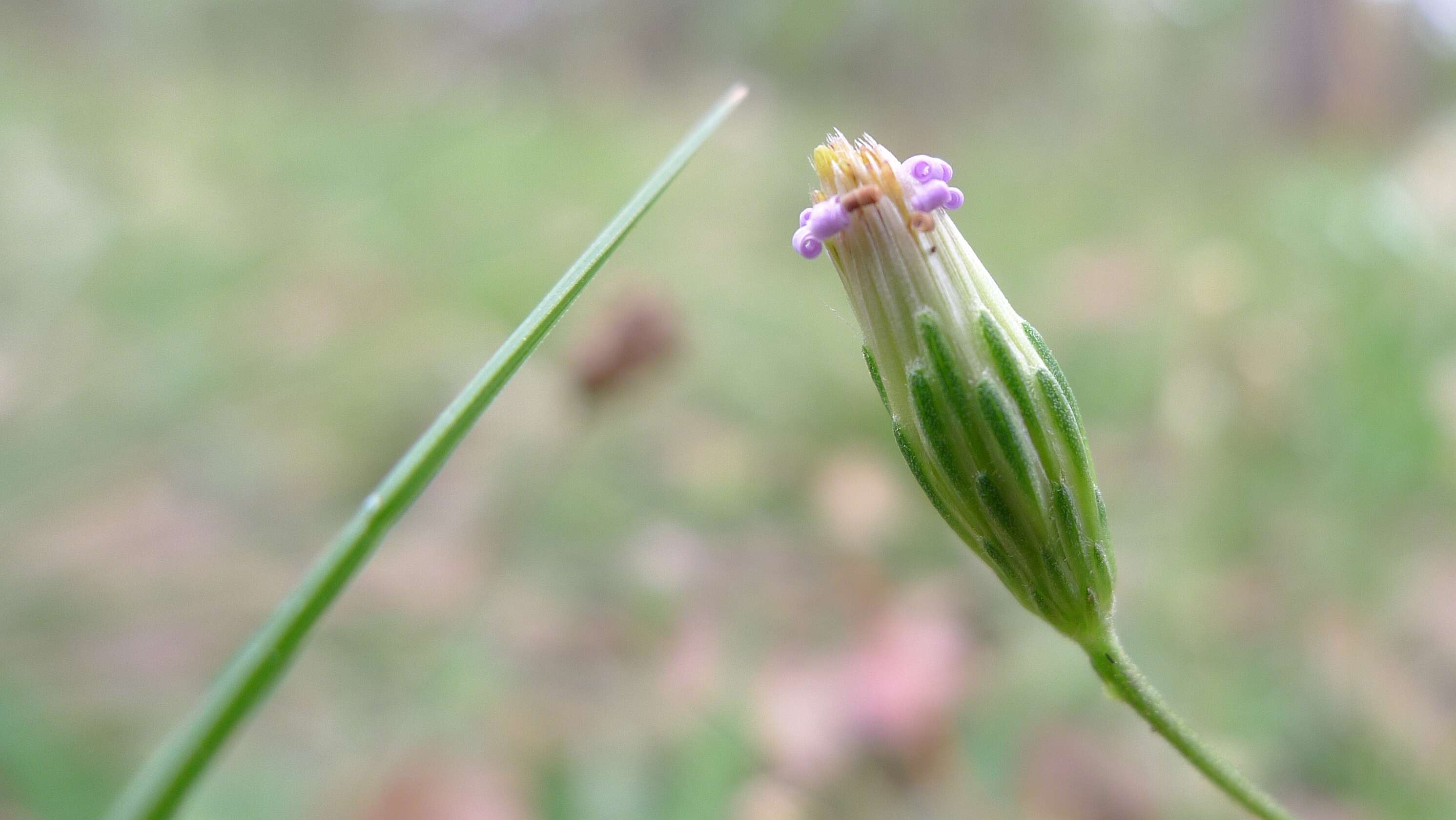 Слика од Brachyscome microcarpa F. Müll.