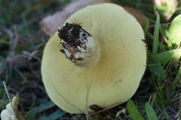 Image of Suillus granulatus (L.) Roussel 1796