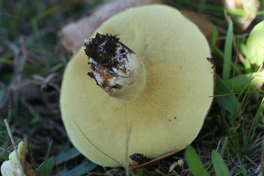 Image of Suillus granulatus (L.) Roussel 1796