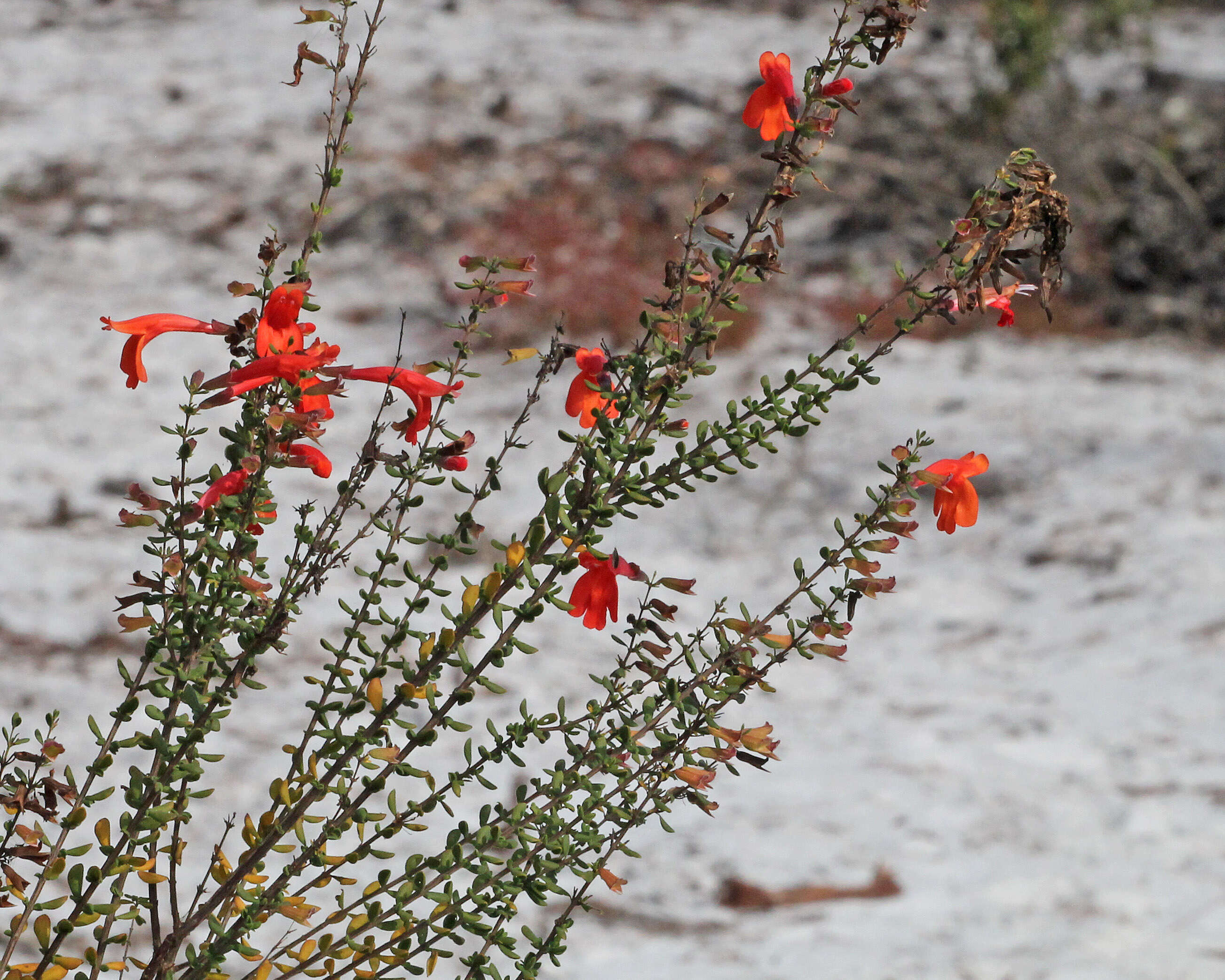 صورة Clinopodium coccineum (Nutt. ex Hook.) Kuntze