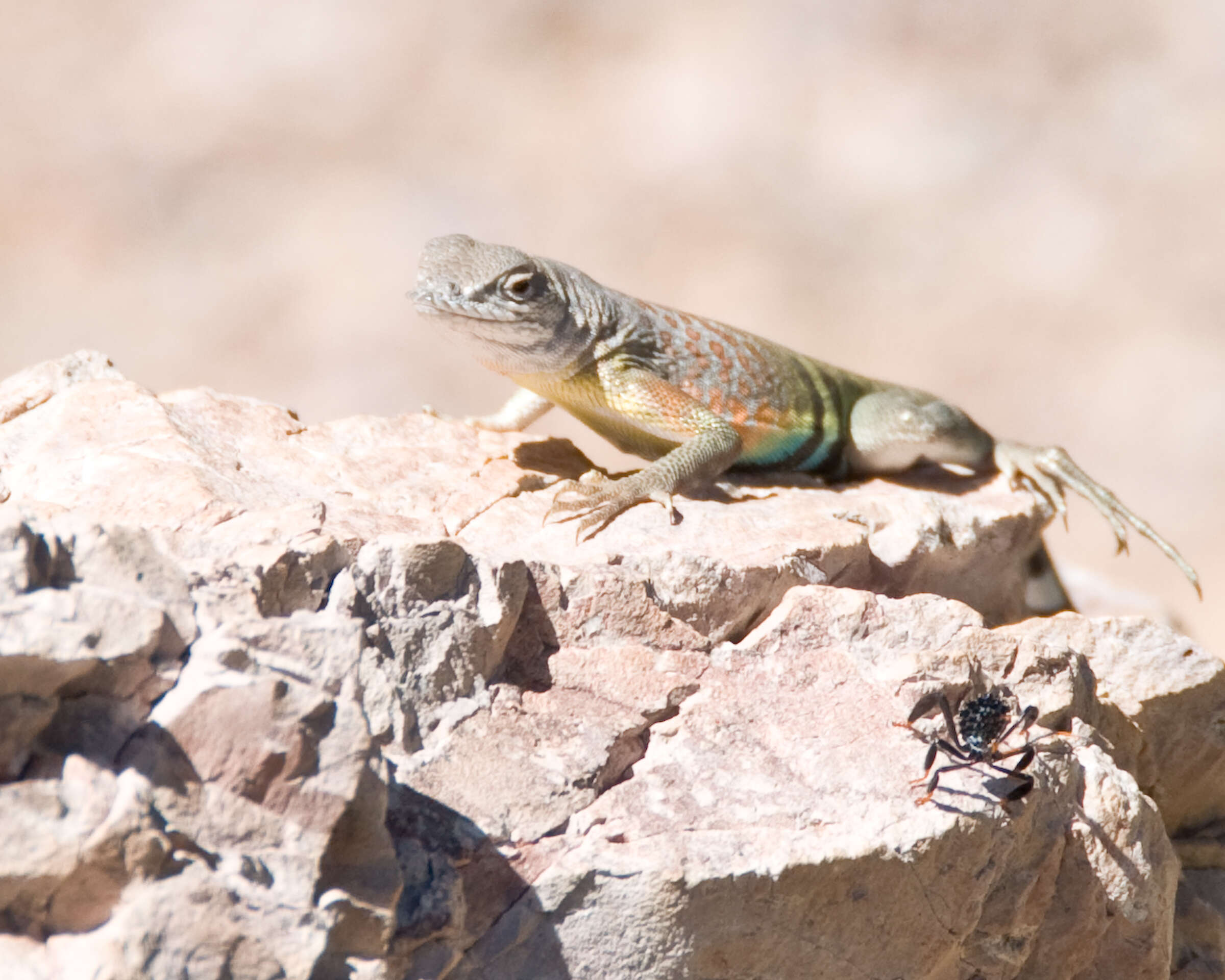 Image of Cophosaurus