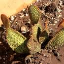 Image of Blind Pricklypear