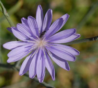 Image of Lactuca tenerrima Pourr.