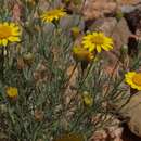 Image of fiveneedle pricklyleaf