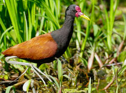 Image of Wattled Jacana