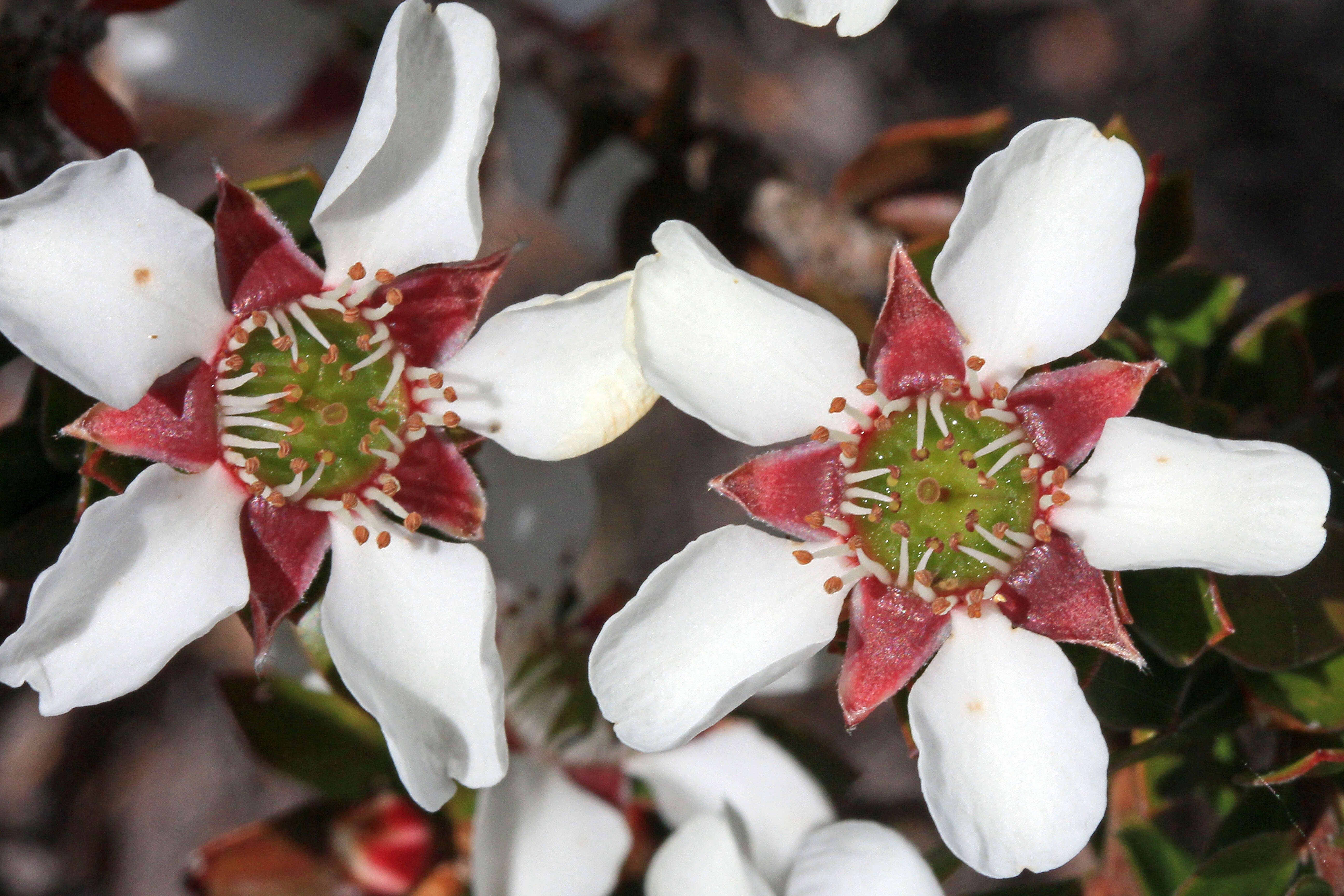 Sivun Leptospermum nitidum Hook. fil. kuva