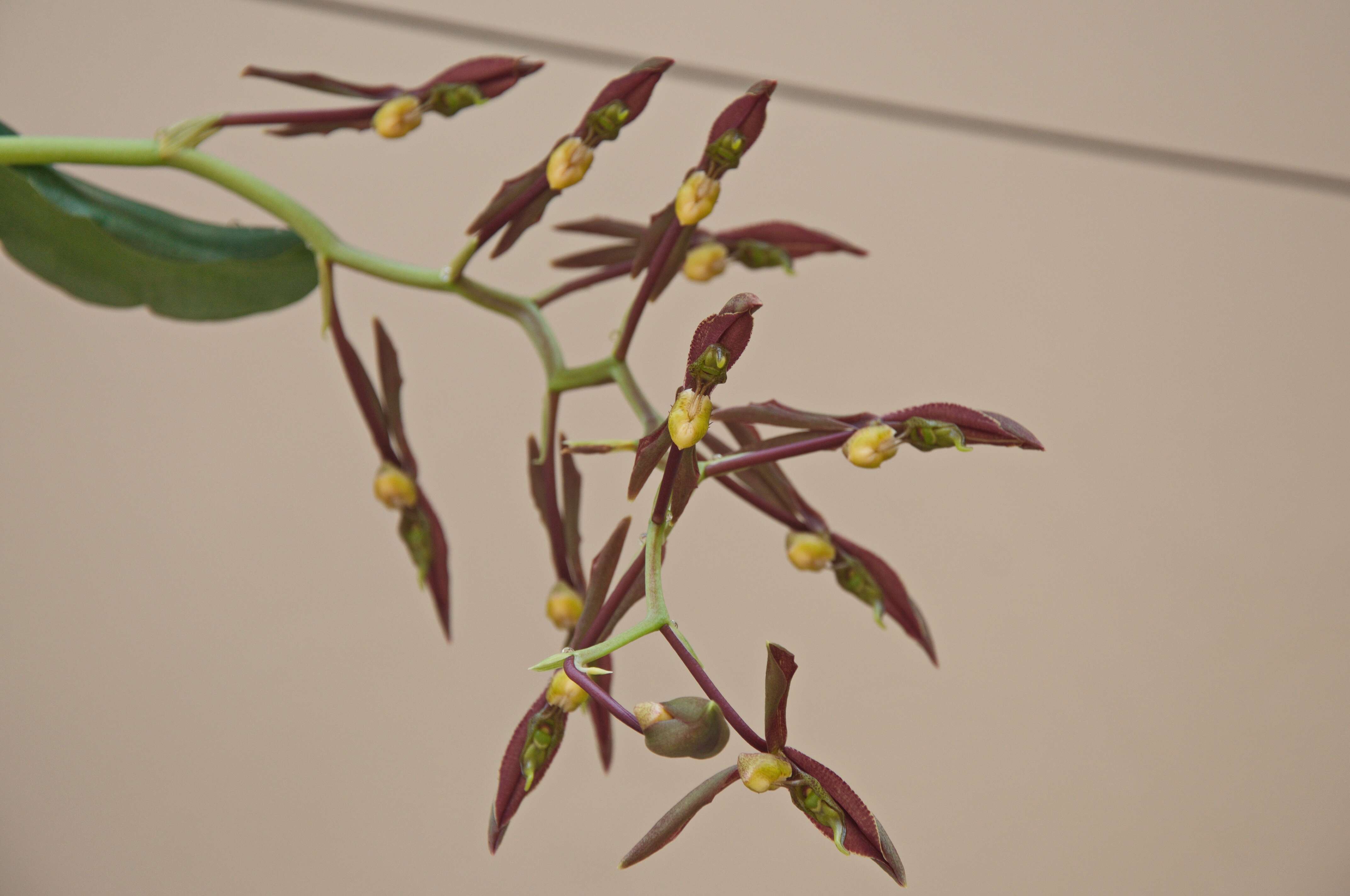 Image de Catasetum saccatum Lindl.