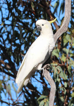 Image of Sulphur-crested Cockatoo