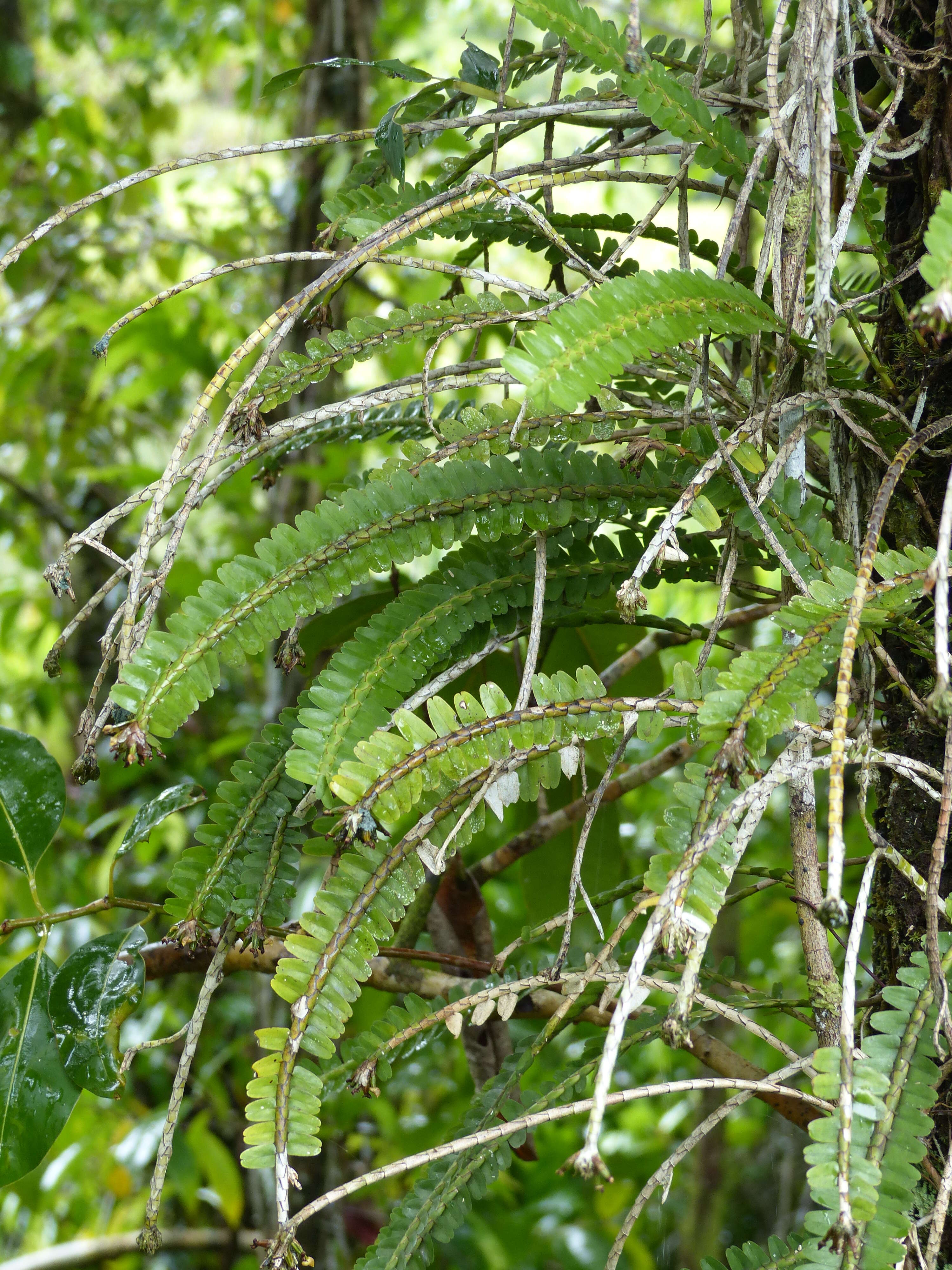 Image of Elongated Agrostophyllum