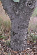 Image of Holm Oak