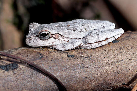 Image of Pine Woods Treefrog