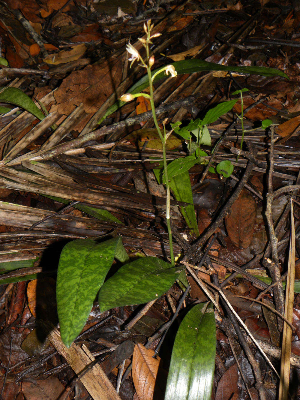 Sivun Oeceoclades maculata (Lindl.) Lindl. kuva