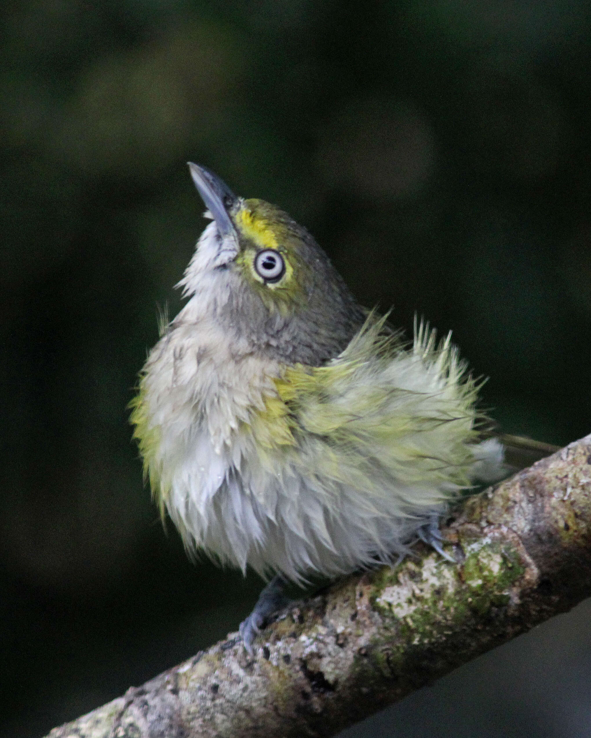 Plancia ëd Vireo Vieillot 1808