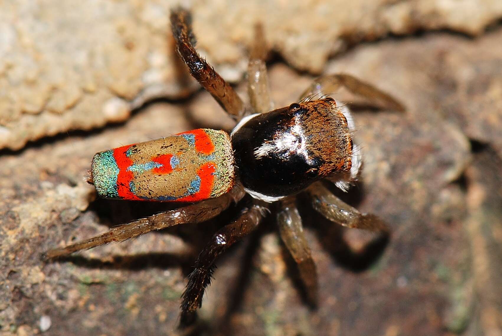 Image of Peacock Spiders