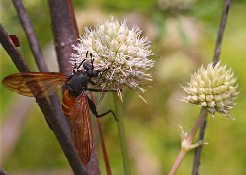 Image of Mydas maculiventris (Westwood 1835)