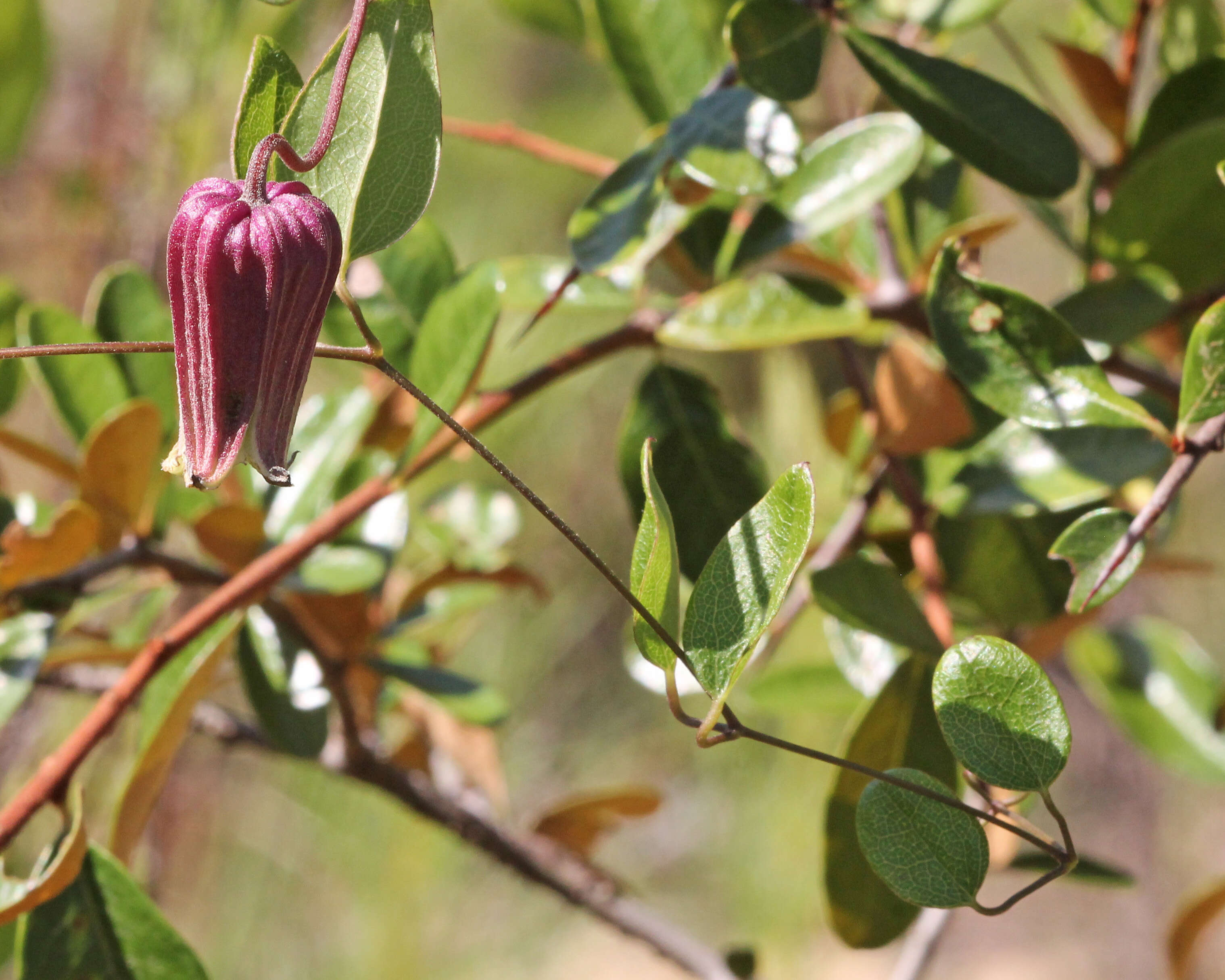 Image de Clematis reticulata Walt.