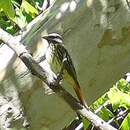 Image of Sulphur-bellied Flycatcher