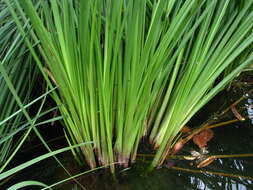 Image of sawgrass
