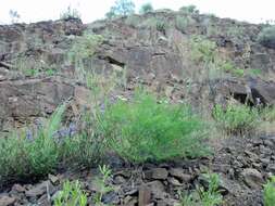 Imagem de Lomatium multifidum (Nutt.) R. P. Mc Neill & Darrach