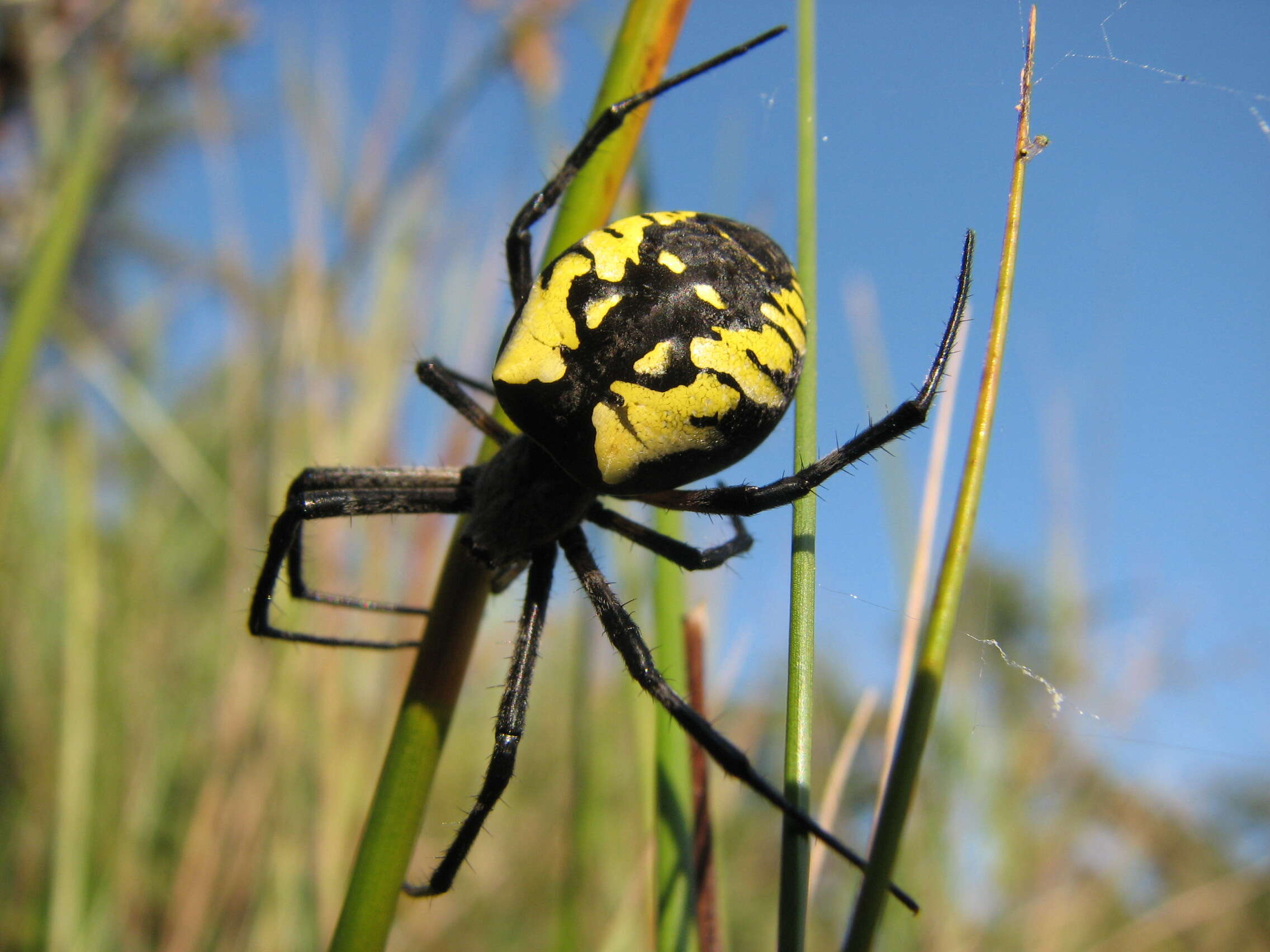 Image of Argiope