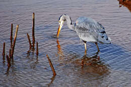 Image of Great Blue Heron