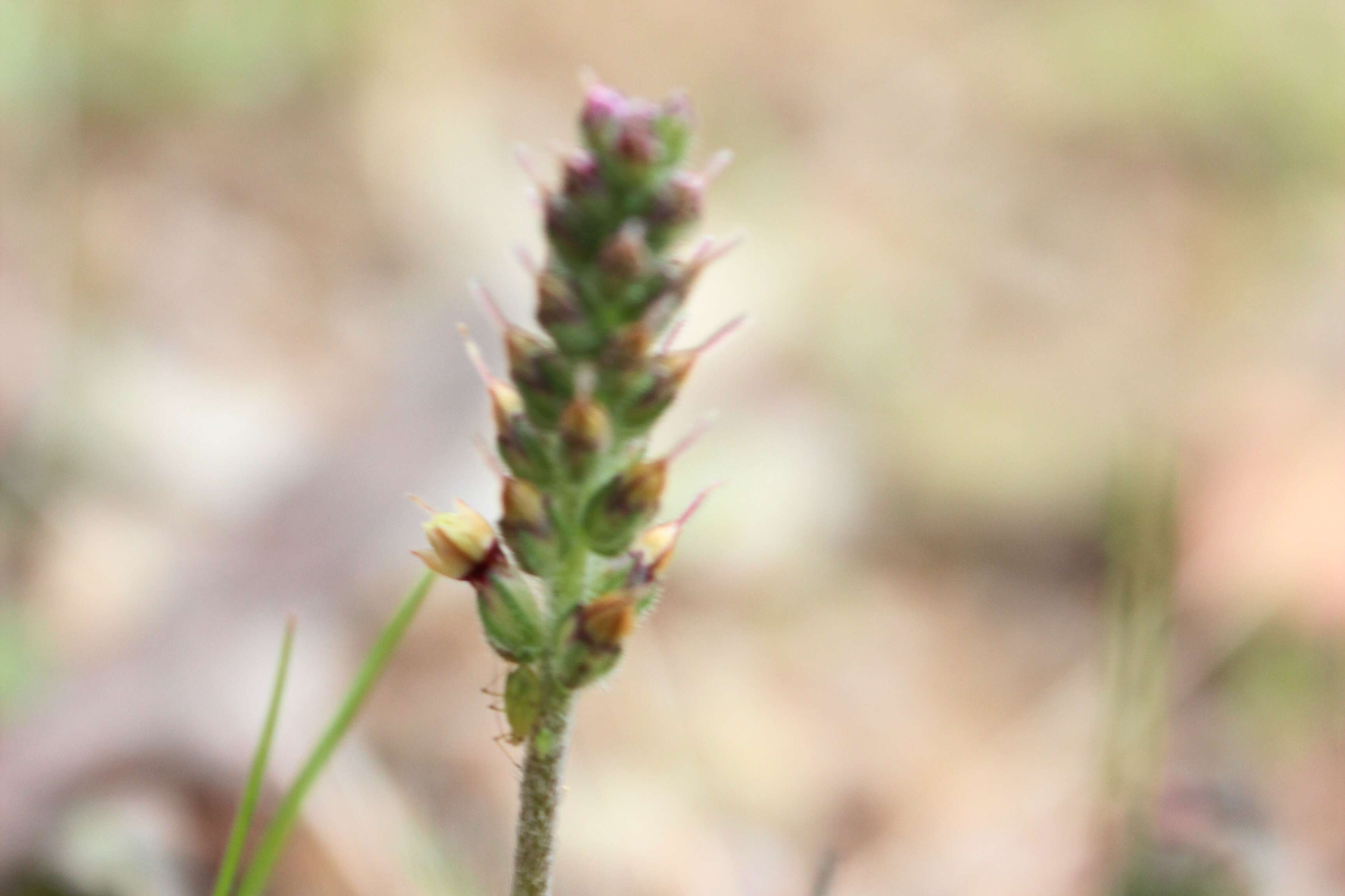 Image of Plantago varia R. Br.