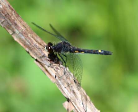 Image of Dot-tailed Whiteface