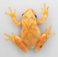 Image of Spring Peeper