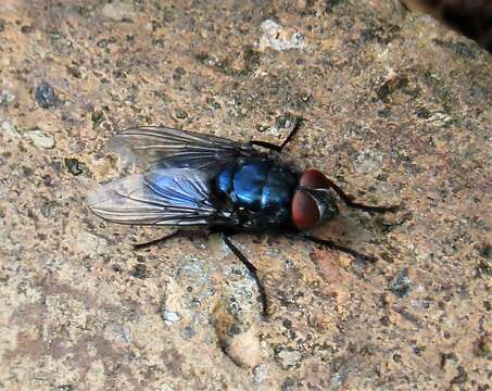 Image de Protocalliphora azurea (Fallen 1817)