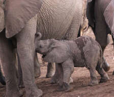 Image of Loxodonta africana africana