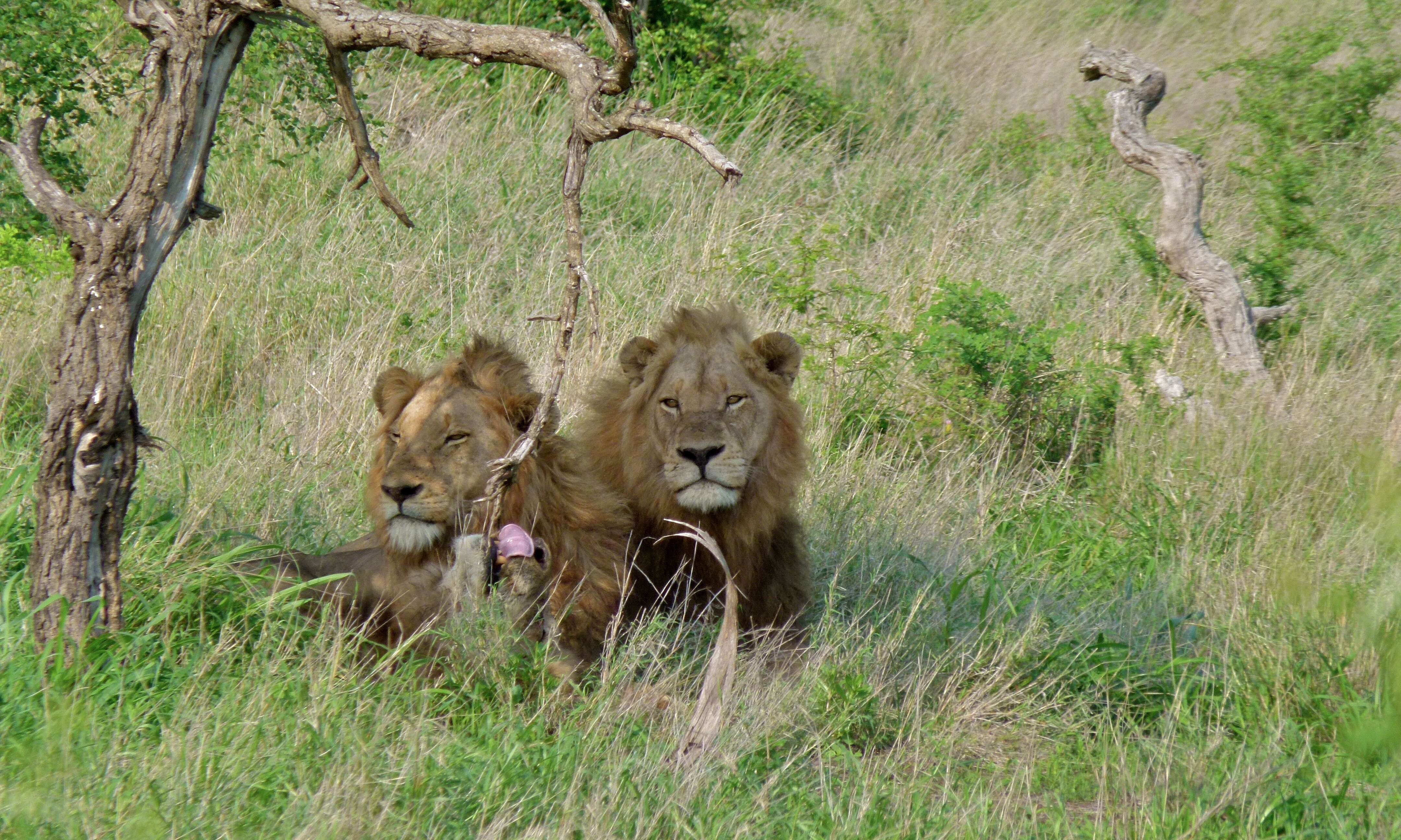 Image of big cats