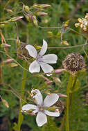 Image of Narrow-leaved Flax