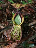 Image of Raffles' pitcher plant