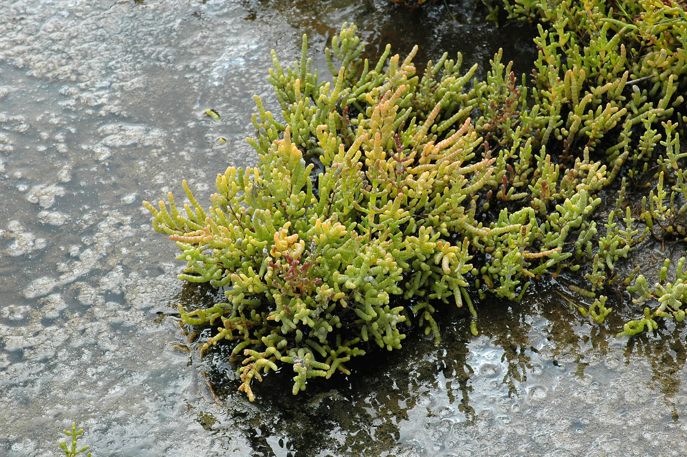 Слика од Salicornia nitens P. W. Ball & Tutin