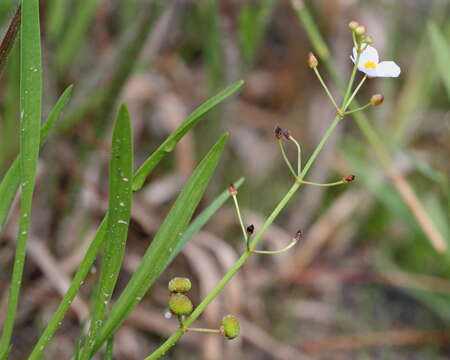 Image of grassy arrowhead