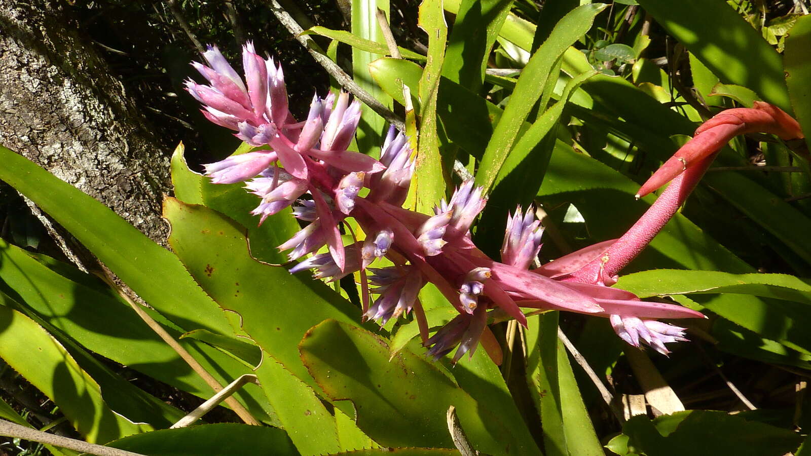 Image of Aechmea marauensis Leme