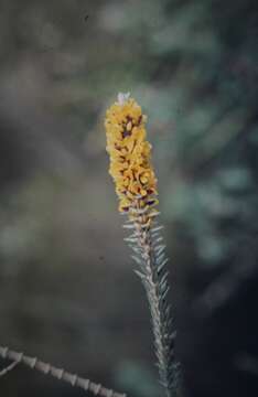 Image of Aotus passerinoides Meissner