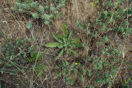 Imagem de Oenothera elata subsp. hirsutissima (A. Gray ex S. Wats.) W. Dietrich