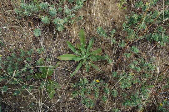 Oenothera elata subsp. hirsutissima (A. Gray ex S. Wats.) W. Dietrich的圖片