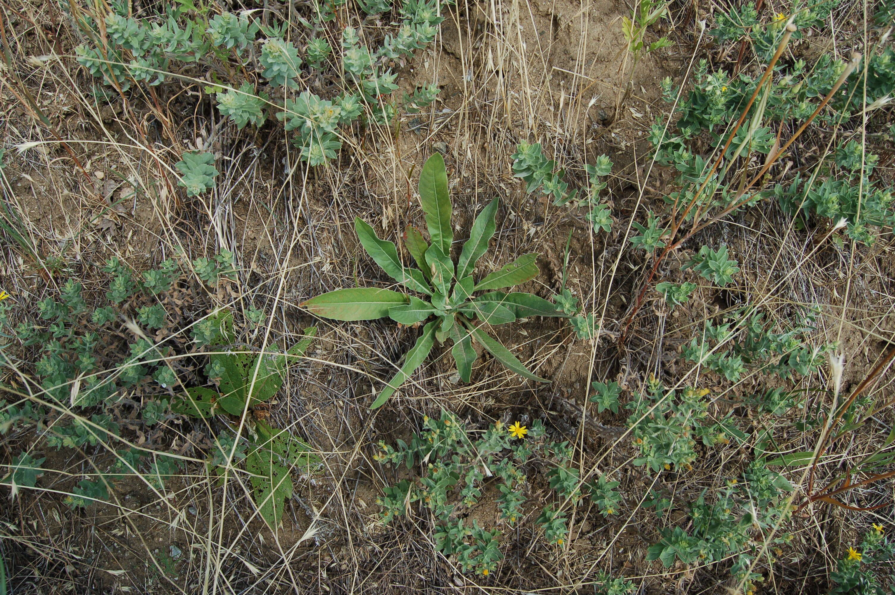 Imagem de Oenothera elata subsp. hirsutissima (A. Gray ex S. Wats.) W. Dietrich