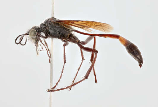 Image de Ammophila nigricans Dahlbom 1843