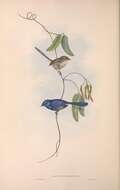 Image of Splendid Fairywren