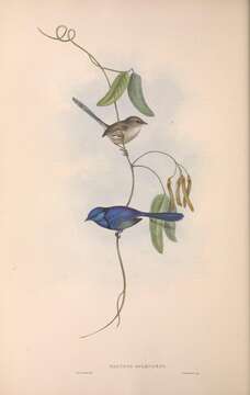 Image of Splendid Fairywren