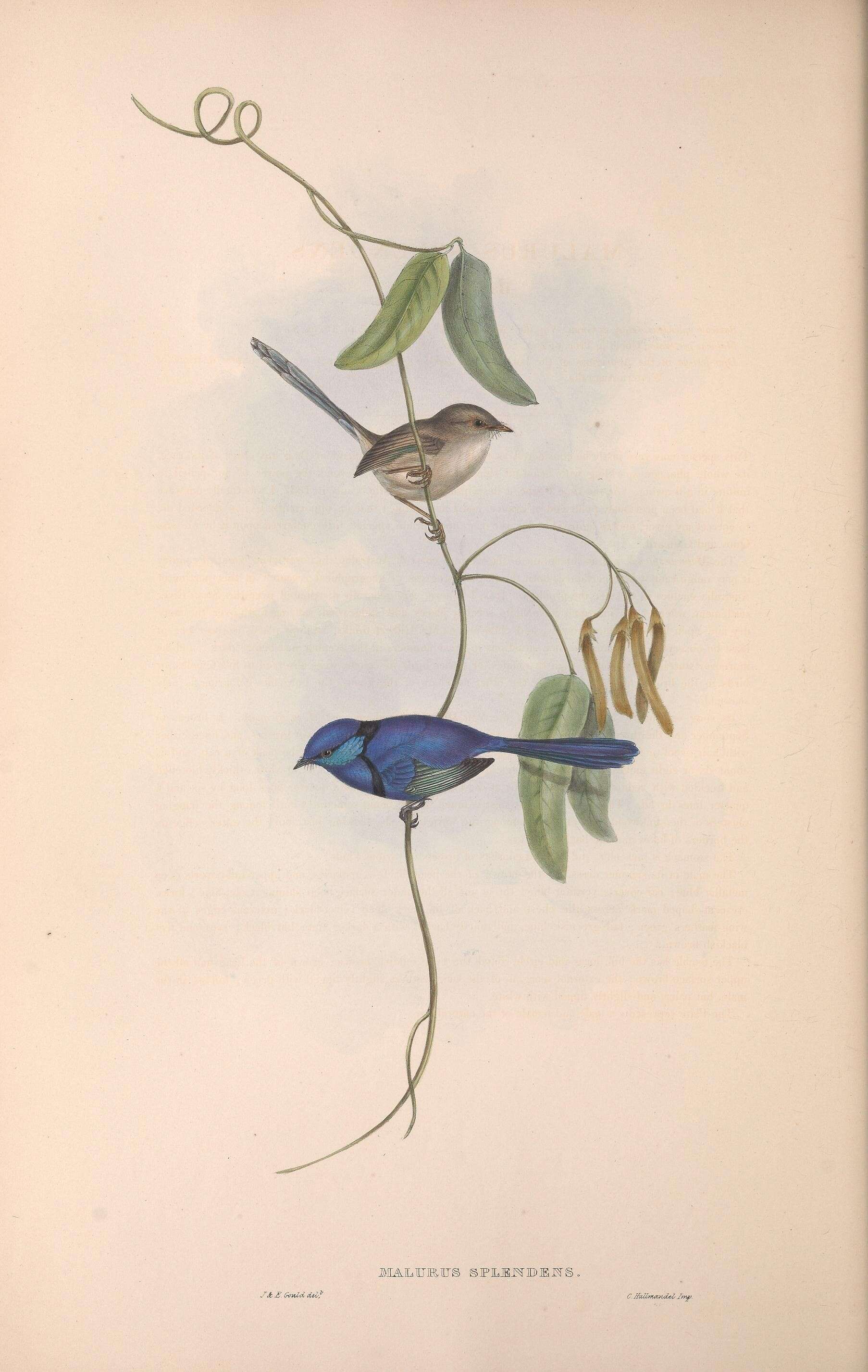 Image of fairywrens and relatives