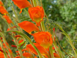 Imagem de Gladiolus dalenii subsp. dalenii