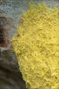 Image of Dog vomit slime mold