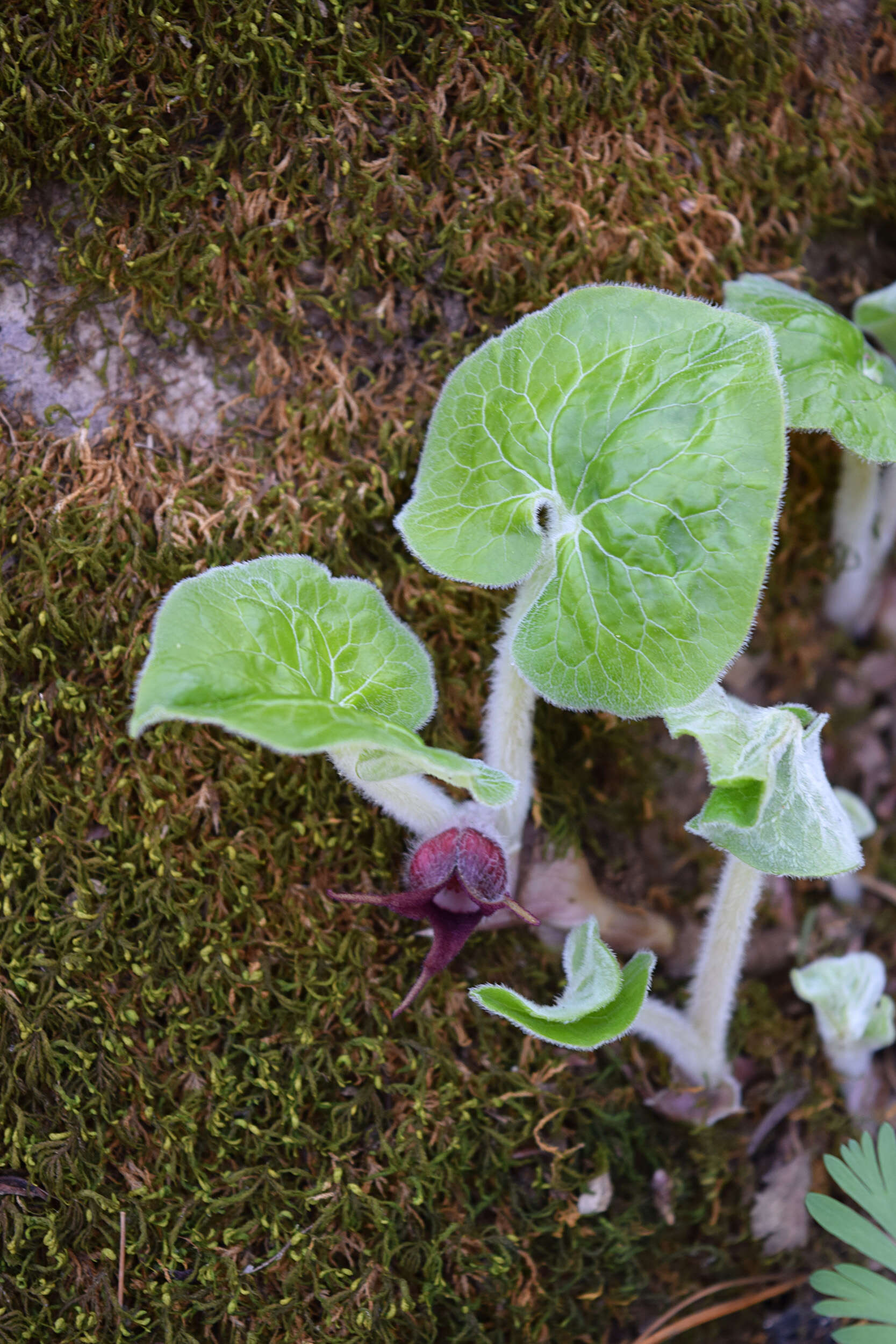 Image of Wild ginger