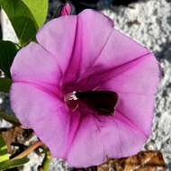 Image of morning-glory